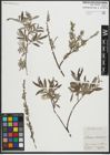 Foto von Salix repens L. x Salix viminalis L.